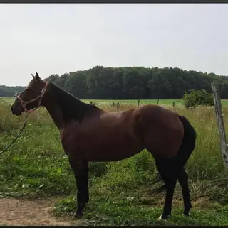 Lux (Bucky Girl), 6 Year Old Bay Quarter Horse Mare for Sale in Bristolville, OH