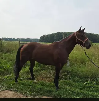 Lux (Bucky Girl), 6 Year Old Bay Quarter Horse Mare for Sale in Bristolville, OH, photo 2 of 2