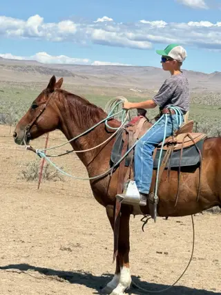 Boonies Roy Gun, 16 Year Old Sorrel Quarter Horse Gelding for Sale in Adel, OR