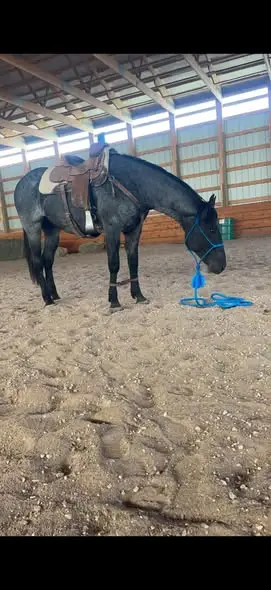 Blue roan Stallion