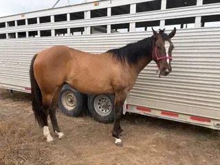 Filly by Long Lives Cowboys, 2 Year Old Dun Quarter Horse Filly for Sale in Sterling, ID