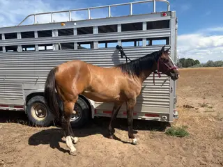 Filly by Long Lives Cowboys, 2 Year Old Dun Quarter Horse Filly for Sale in Sterling, ID, photo 2 of 5