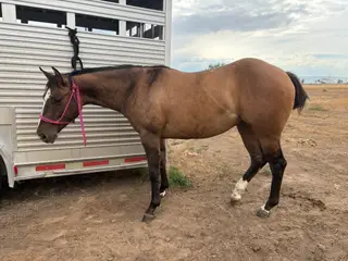 Filly by Long Lives Cowboys, 2 Year Old Dun Quarter Horse Filly for Sale in Sterling, ID, photo 3 of 5