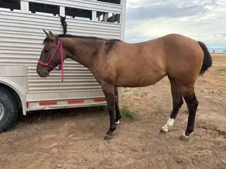 Filly by Long Lives Cowboys, 2 Year Old Dun Quarter Horse Filly for Sale in Sterling, ID, photo 4 of 5