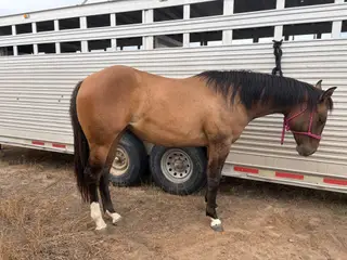 Filly by Long Lives Cowboys, 2 Year Old Dun Quarter Horse Filly for Sale in Sterling, ID, photo 5 of 5