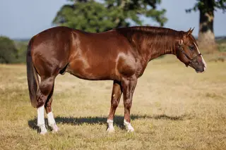 Big Crazy Train (Ozzy), 2 Year Old Quarter Horse Colt for Sale in Marietta, OK