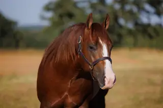 Big Crazy Train (Ozzy), 2 Year Old Sorrel Quarter Horse Colt for Sale in Marietta, OK, photo 2 of 2