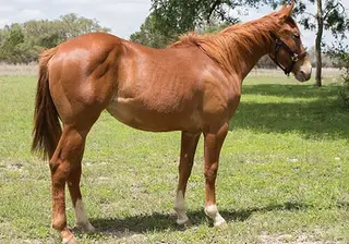 Magnetic Spark (Delta), 1 Year Old Rabicano Quarter Horse Filly for Sale