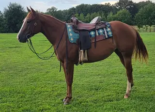 Sorrel Quarter Horse Filly
