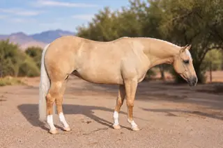 Alborada Gun (Rita Mae), 3 Year Old Palomino Quarter Horse Filly for Sale in Rio Verde, AZ, photo 2 of 5