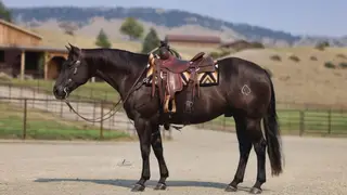 Guns, 4 Year Old Black Quarter Horse Gelding for Sale in MT