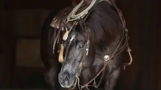 Guns, 4 Year Old Black Quarter Horse Gelding for Sale in MT, photo 2 of 6