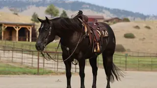 Guns, 4 Year Old Black Quarter Horse Gelding for Sale in MT, photo 3 of 6
