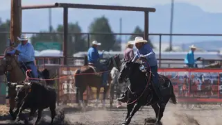 Guns, 4 Year Old Black Quarter Horse Gelding for Sale in MT, photo 5 of 6
