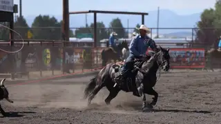 Guns, 4 Year Old Black Quarter Horse Gelding for Sale in MT, photo 6 of 6