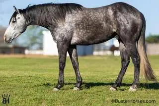 Peptos First Chew (Chewy), 3 Year Old Quarter Horse Gelding for Sale