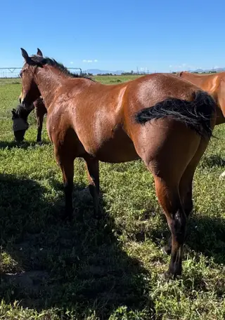 Governor, 2 Year Old Bay Quarter Horse Gelding for Sale in Willcox, AZ, photo 2 of 5