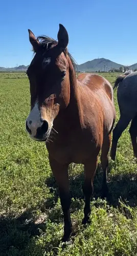 Governor, 2 Year Old Bay Quarter Horse Gelding for Sale in Willcox, AZ, photo 3 of 5