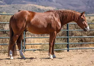 RBS AnotherSmartCat (Kevin), 3 Year Old Sorrel Quarter Horse Gelding for Sale