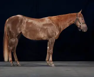 Legendary Fahrenheit, 3 Year Old Chestnut Quarter Horse Mare for Sale in Steamboat Springs, CO, photo 2 of 5