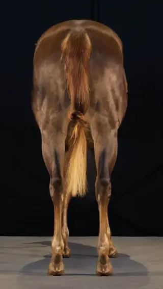 Legendary Fahrenheit, 3 Year Old Chestnut Quarter Horse Mare for Sale in Steamboat Springs, CO, photo 3 of 5