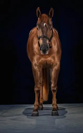 Legendary Fahrenheit, 3 Year Old Chestnut Quarter Horse Mare for Sale in Steamboat Springs, CO, photo 4 of 5