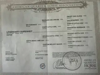 Legendary Fahrenheit, 3 Year Old Chestnut Quarter Horse Mare for Sale in Steamboat Springs, CO, photo 5 of 5
