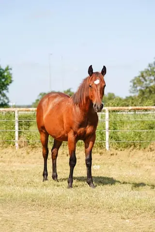 One Smart Whiskey, 1 Year Old Bay Quarter Horse Colt for Sale in TX