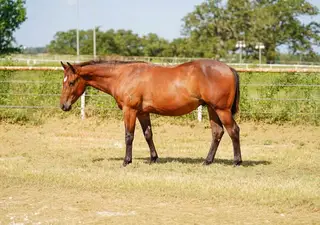One Smart Whiskey, 1 Year Old Bay Quarter Horse Colt for Sale in TX, photo 2 of 4