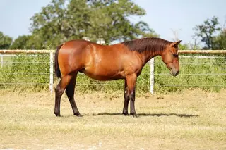 One Smart Whiskey, 1 Year Old Bay Quarter Horse Colt for Sale in TX, photo 3 of 4