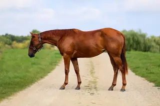 Wimpys Megapint (OJ), 2 Year Old Sorrel Quarter Horse Filly for Sale in Poynette, WI