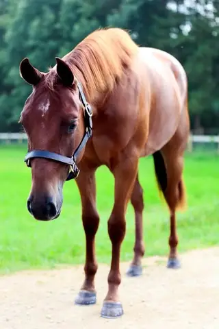 Wimpys Megapint (OJ), 2 Year Old Sorrel Quarter Horse Filly for Sale in Poynette, WI, photo 2 of 3