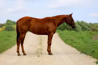 Wimpys Megapint (OJ), 2 Year Old Sorrel Quarter Horse Filly for Sale in Poynette, WI, photo 3 of 3