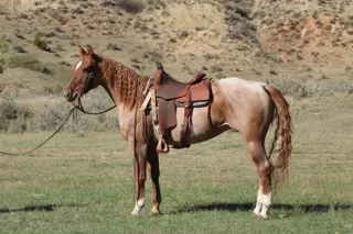 COD Sir Rey (Steve), 4 Year Old Roan Quarter Horse Gelding for Sale in Grassy Butte, ND