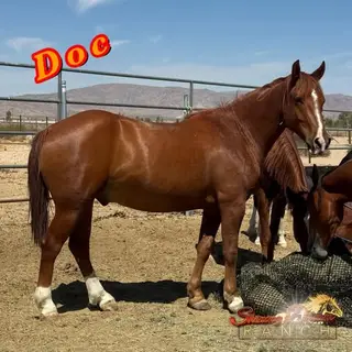 Doc, 6 Year Old Quarter Horse Gelding for Sale in Lucerne Valley, CA