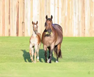 Frosti Martini, 11 Year Old Bay Roan Quarter Horse Mare for Sale in OK