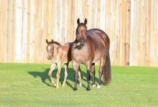 Frosti Martini, 11 Year Old Bay Roan Quarter Horse Mare for Sale in OK, photo 2 of 3