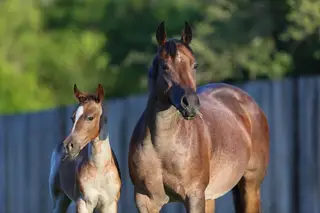 Frosti Martini, 11 Year Old Bay Roan Quarter Horse Mare for Sale in OK, photo 3 of 3