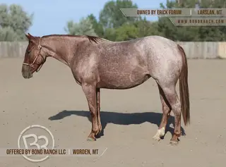 LW Sugar Shakes, Mare for Sale