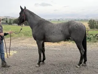 Mucha Dividends MA (Holly), 8 Year Old Blue Roan Quarter Horse Mare for Sale in Caldwell, ID