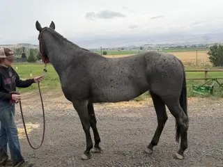 Mucha Dividends MA (Holly), 8 Year Old Blue Roan Quarter Horse Mare for Sale in Caldwell, ID, photo 2 of 4