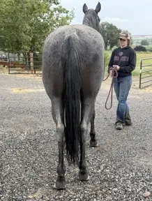 Mucha Dividends MA (Holly), 8 Year Old Blue Roan Quarter Horse Mare for Sale in Caldwell, ID, photo 3 of 4