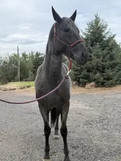Mucha Dividends MA (Holly), 8 Year Old Blue Roan Quarter Horse Mare for Sale in Caldwell, ID, photo 4 of 4