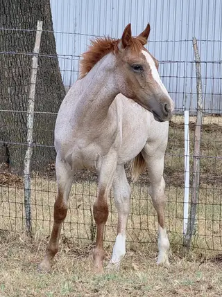 Nickel, Foal Red Roan Quarter Horse Colt for Sale in Stephenville, TX, photo 2 of 5