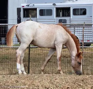 Nickel, Foal Red Roan Quarter Horse Colt for Sale in Stephenville, TX, photo 3 of 5