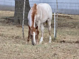 Nickel, Foal Red Roan Quarter Horse Colt for Sale in Stephenville, TX, photo 4 of 5