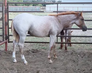 Nickel, Foal Red Roan Quarter Horse Colt for Sale in Stephenville, TX, photo 5 of 5