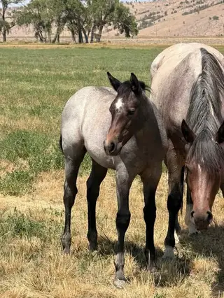 AP Lil Slick Cat, Foal Bay Roan Quarter Horse Filly for Sale in Newcastle, WY