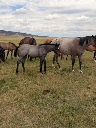 AP Lil Slick Cat, Foal Bay Roan Quarter Horse Filly for Sale in Newcastle, WY, photo 2 of 4
