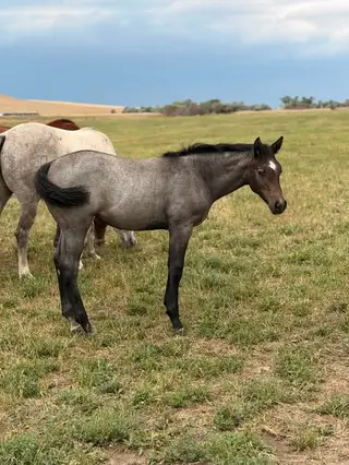 AP Lil Slick Cat, Foal Bay Roan Quarter Horse Filly for Sale in Newcastle, WY, photo 3 of 4